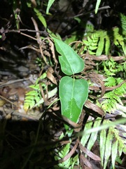 Vincetoxicum paniculatum