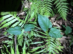 Vincetoxicum paniculatum
