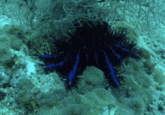 Acanthaster