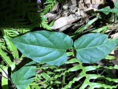 Vincetoxicum paniculatum