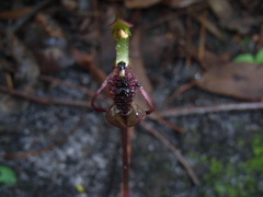 Chiloglottis curviclavia