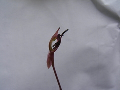 Chiloglottis curviclavia