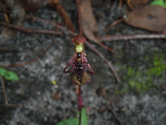 Chiloglottis curviclavia