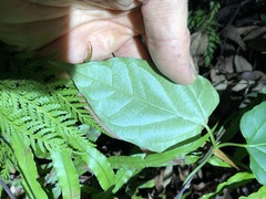 Vincetoxicum paniculatum