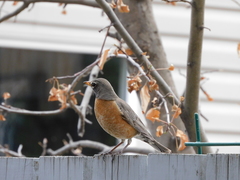 Turdus migratorius