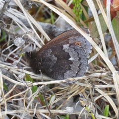 Erebia disa