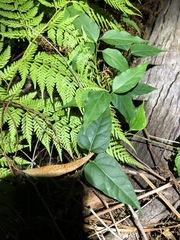 Vincetoxicum paniculatum