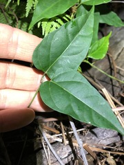 Vincetoxicum paniculatum