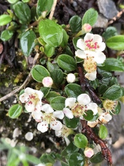 Cotoneaster morrisonensis