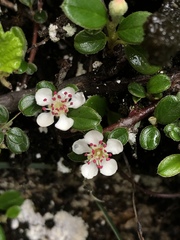 Cotoneaster morrisonensis