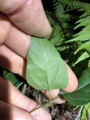 Vincetoxicum paniculatum