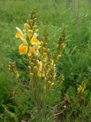 Linaria vulgaris