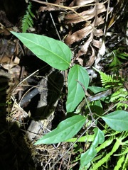 Vincetoxicum paniculatum