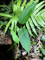Vincetoxicum paniculatum