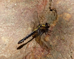 Ophiogomphus howei