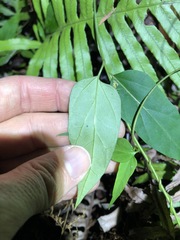 Vincetoxicum paniculatum