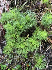 Artemisia morrisonensis