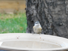 Sitta canadensis