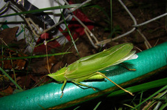 Neoconocephalus robustus