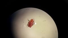Insecta