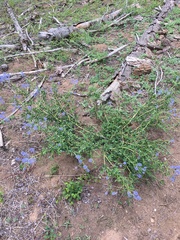 Ceanothus parvifolius
