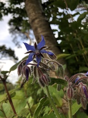 Borago