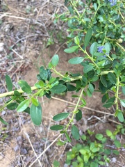 Ceanothus parvifolius