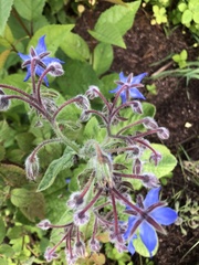 Borago