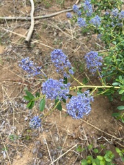 Ceanothus parvifolius