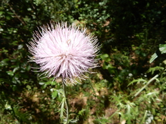 Cirsium engelmannii