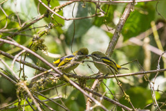 Moustached Tinkerbird photo 4