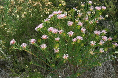 Pimelea calcicola
