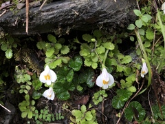 Mazus alpinus