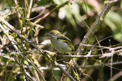 Moustached Tinkerbird photo 5