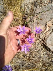 Brodiaea leptandra