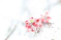 Drosera roseana