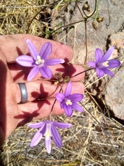 Brodiaea leptandra
