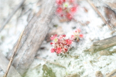 Drosera roseana