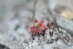 Drosera roseana