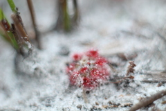 Drosera roseana