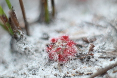 Drosera roseana