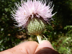 Cirsium engelmannii
