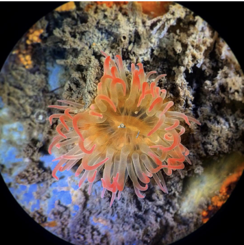 American Spotted Anemone