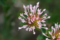Pimelea calcicola