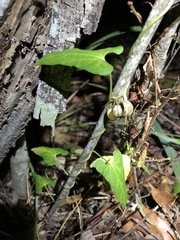 Aristolochia meridionalis