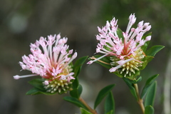 Pimelea calcicola