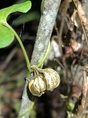 Aristolochia meridionalis