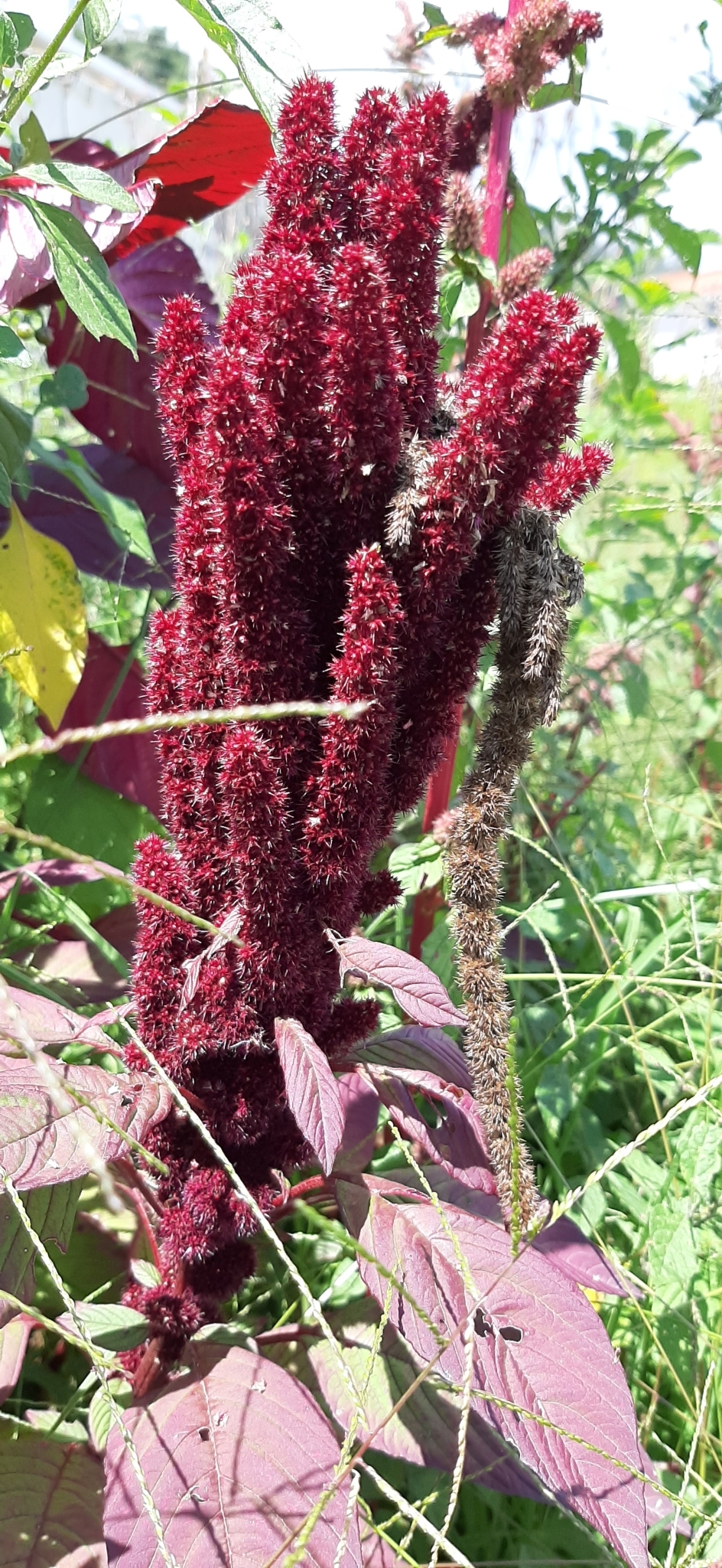 Amaranthus cruentus image