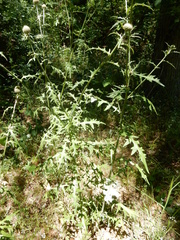 Cirsium engelmannii