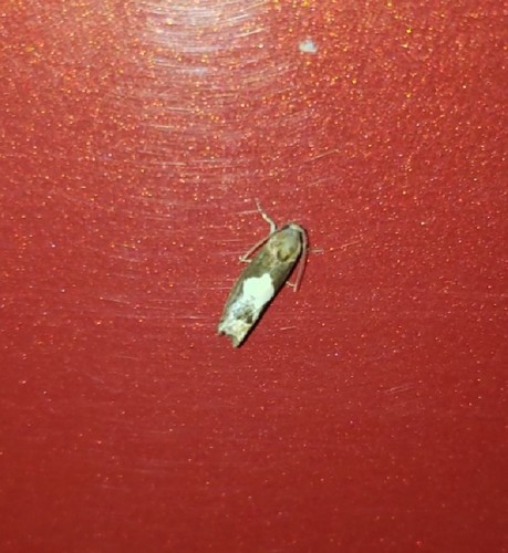 Bidens Borer Moth photo 5